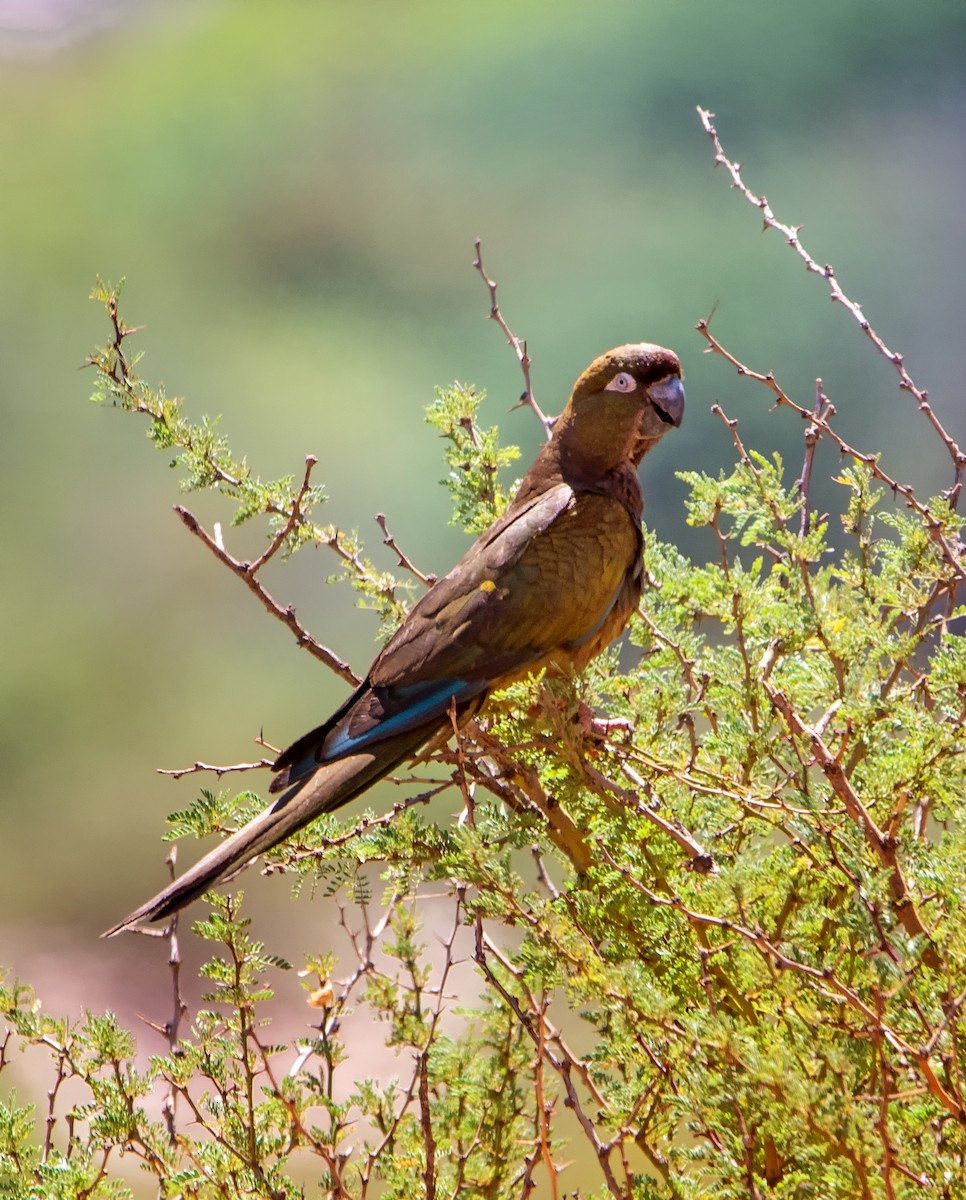 Patagonya Papağanı (andinus) - ML569308551