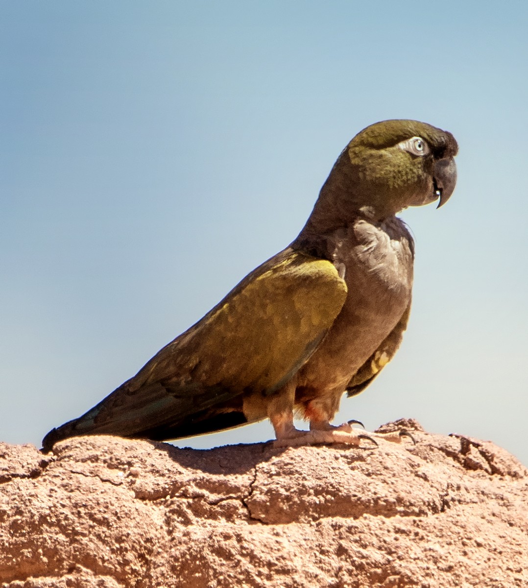 Папуга патагонський (підвид andinus) - ML569308561
