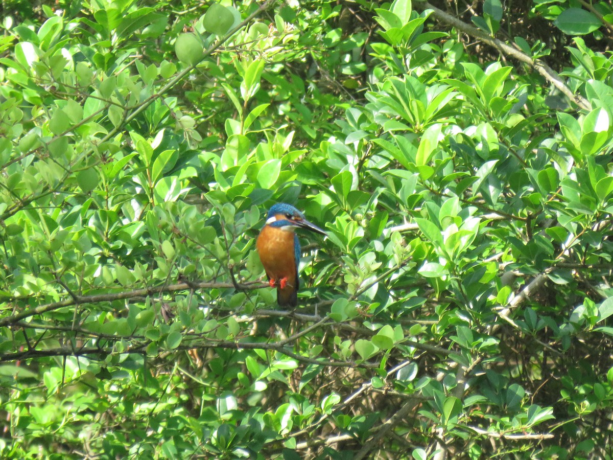 Martin pescatore - ML569308671