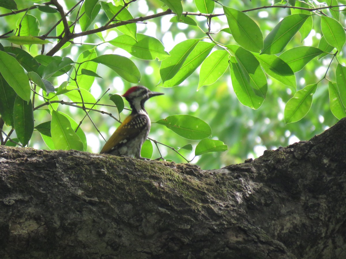 Black-rumped Flameback - ML569308731