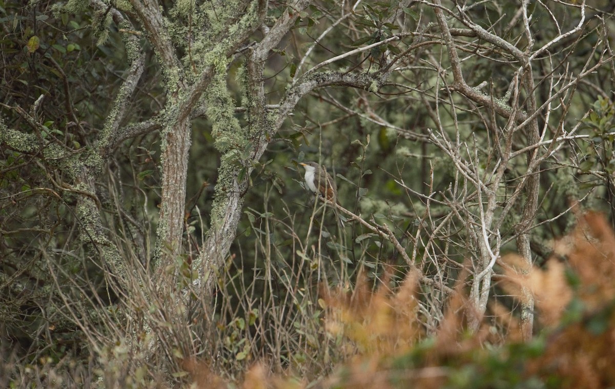 Yellow-billed Cuckoo - Stephen Rogers