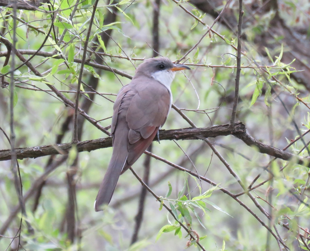 Yellow-billed Cuckoo - ML569309241