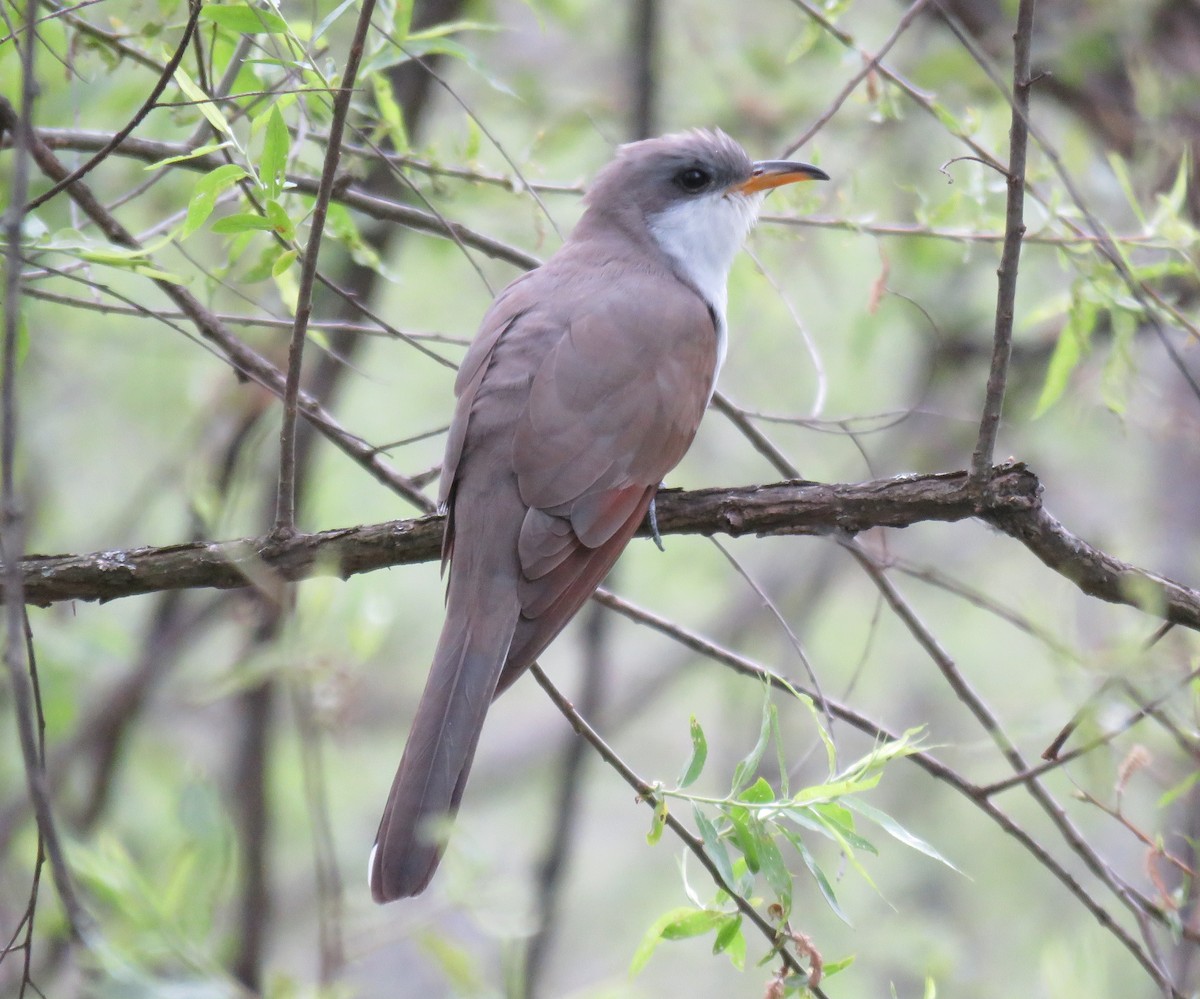 Yellow-billed Cuckoo - ML569309291