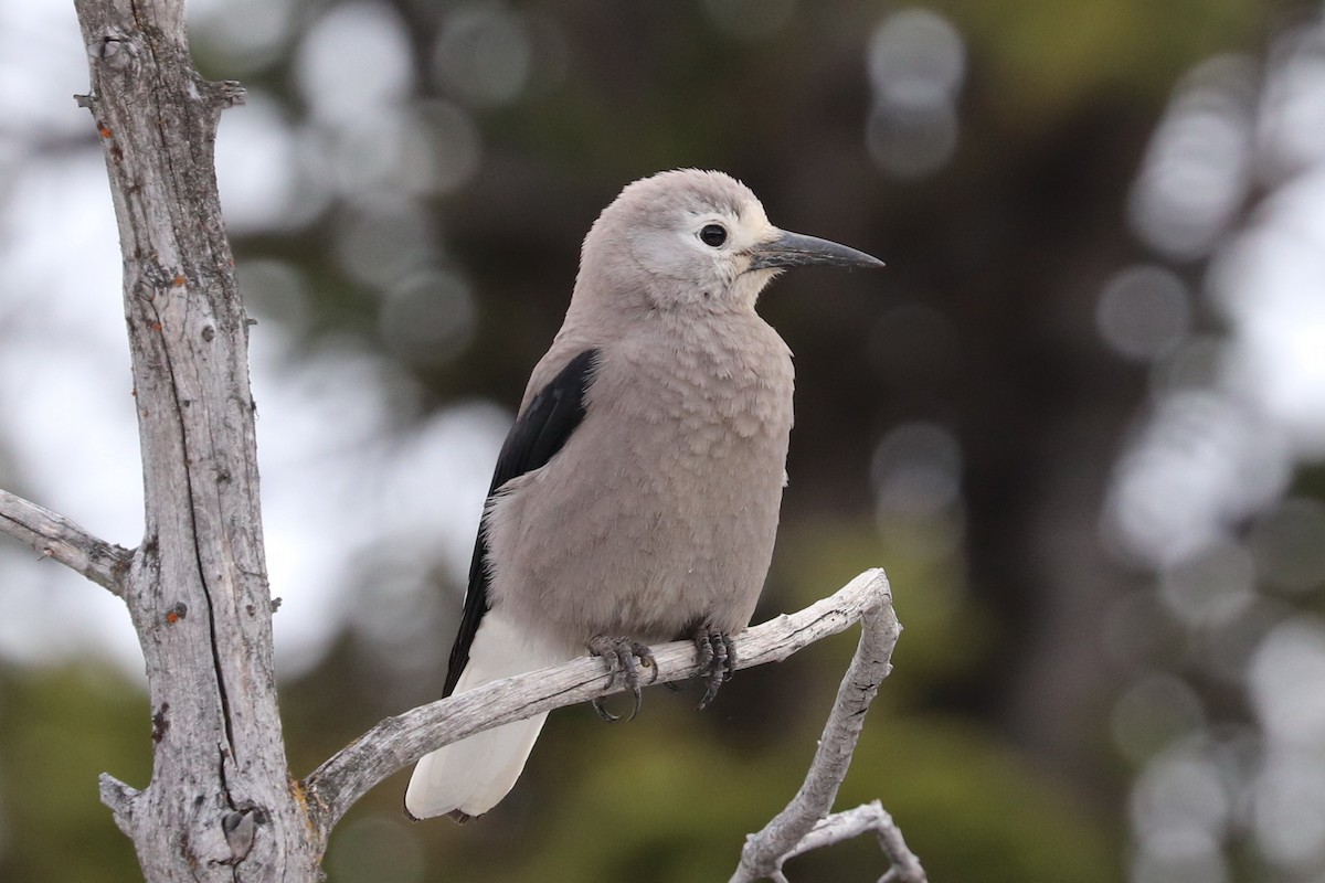 Clark's Nutcracker - George Njn