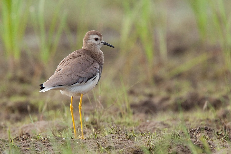 White-tailed Lapwing - ML569311891