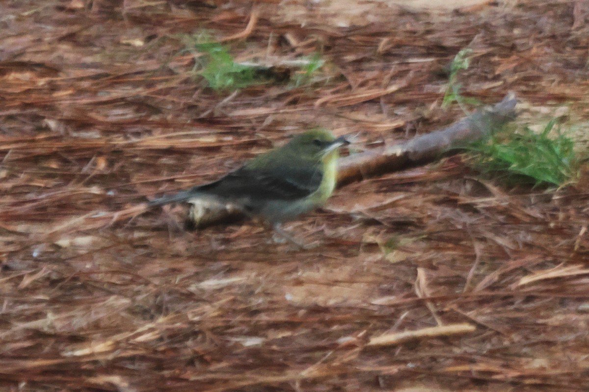 Pine Warbler - ML569312261