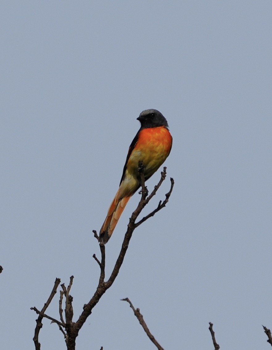 Small Minivet - ML569312381