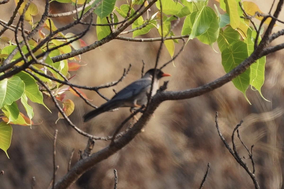 Indian Blackbird - ML569312661