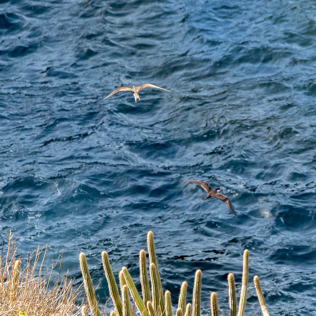 Sooty Tern - ML569312971