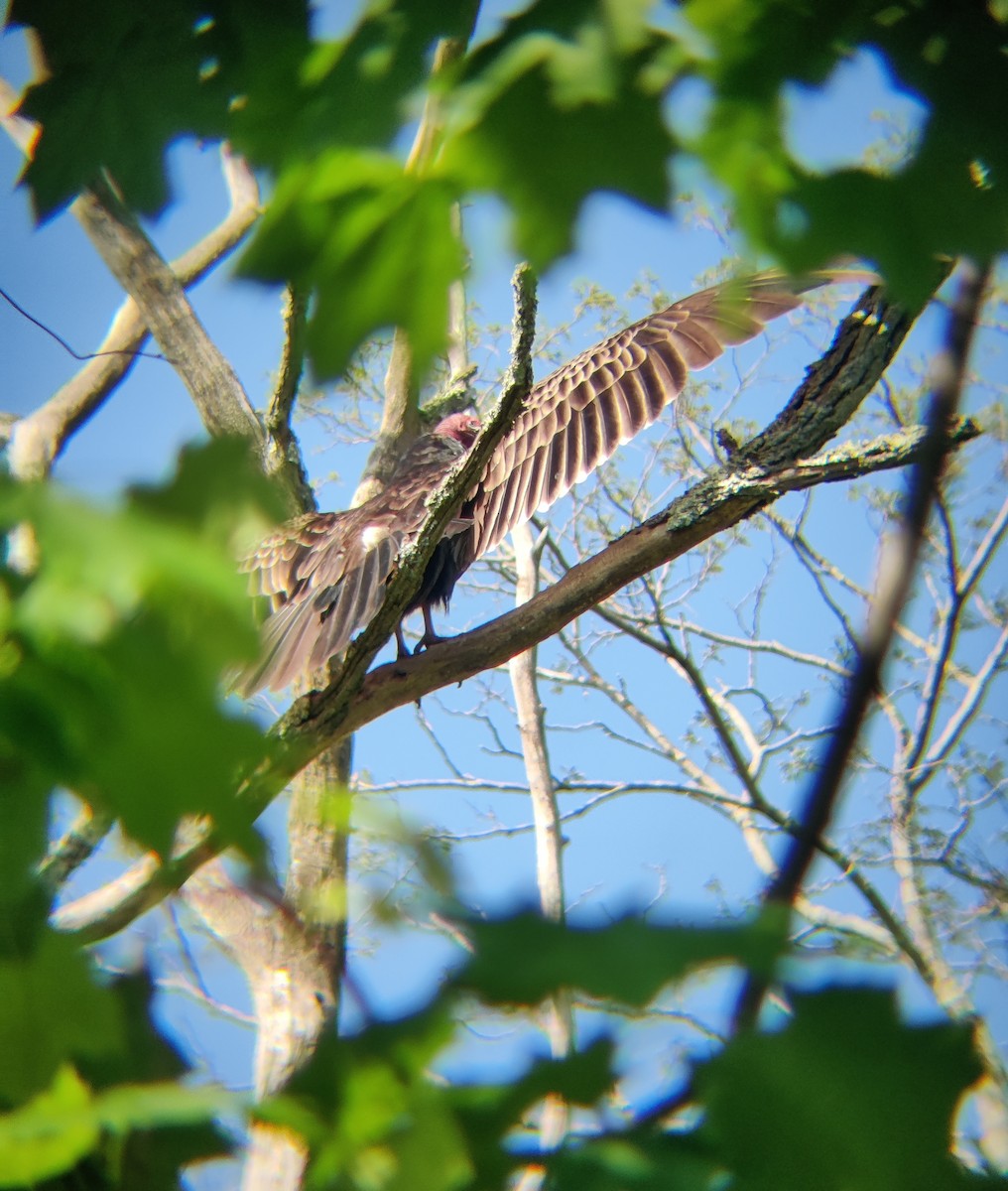 Turkey Vulture - ML569313111