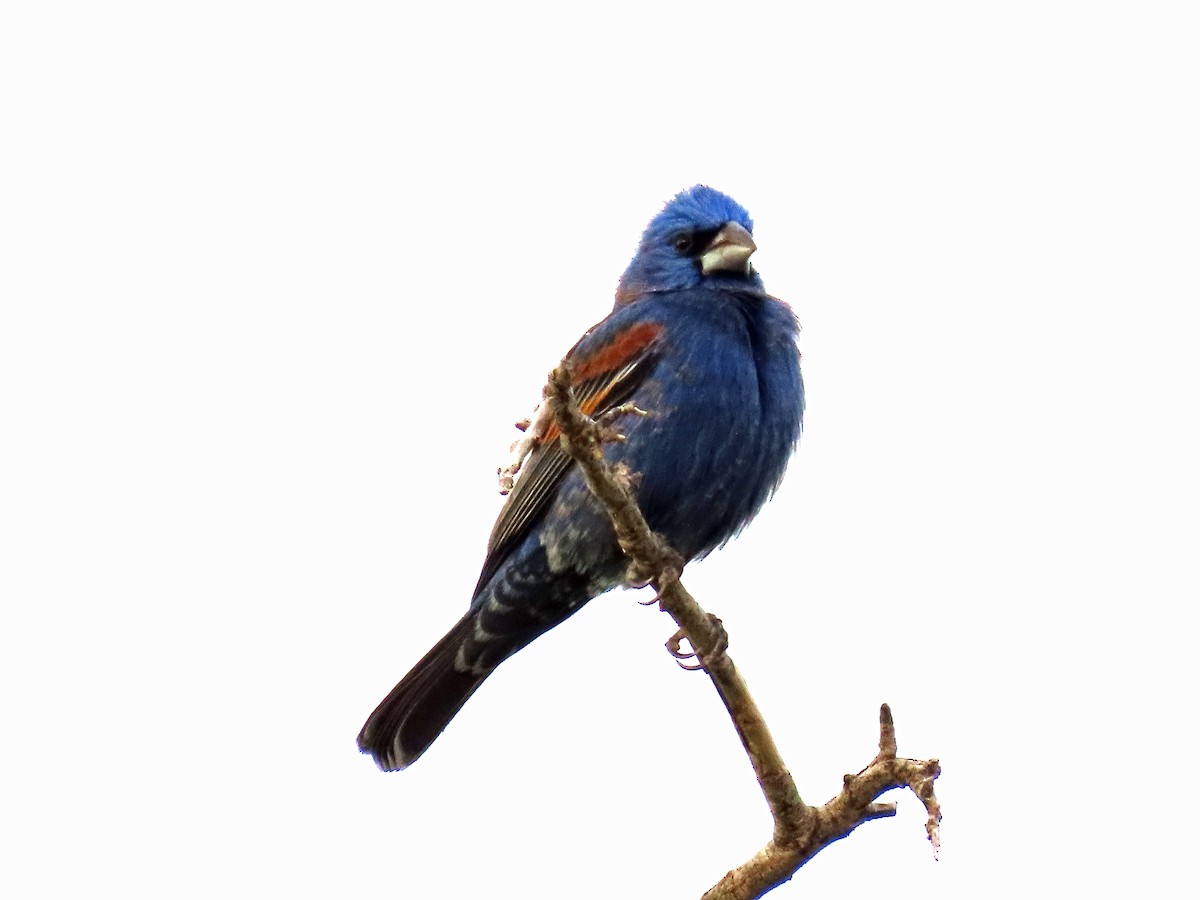 Blue Grosbeak - ML569315041