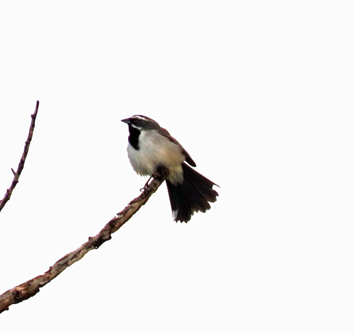Black-throated Sparrow - ML569315091