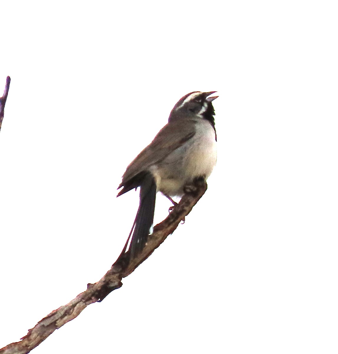 Black-throated Sparrow - ML569315101