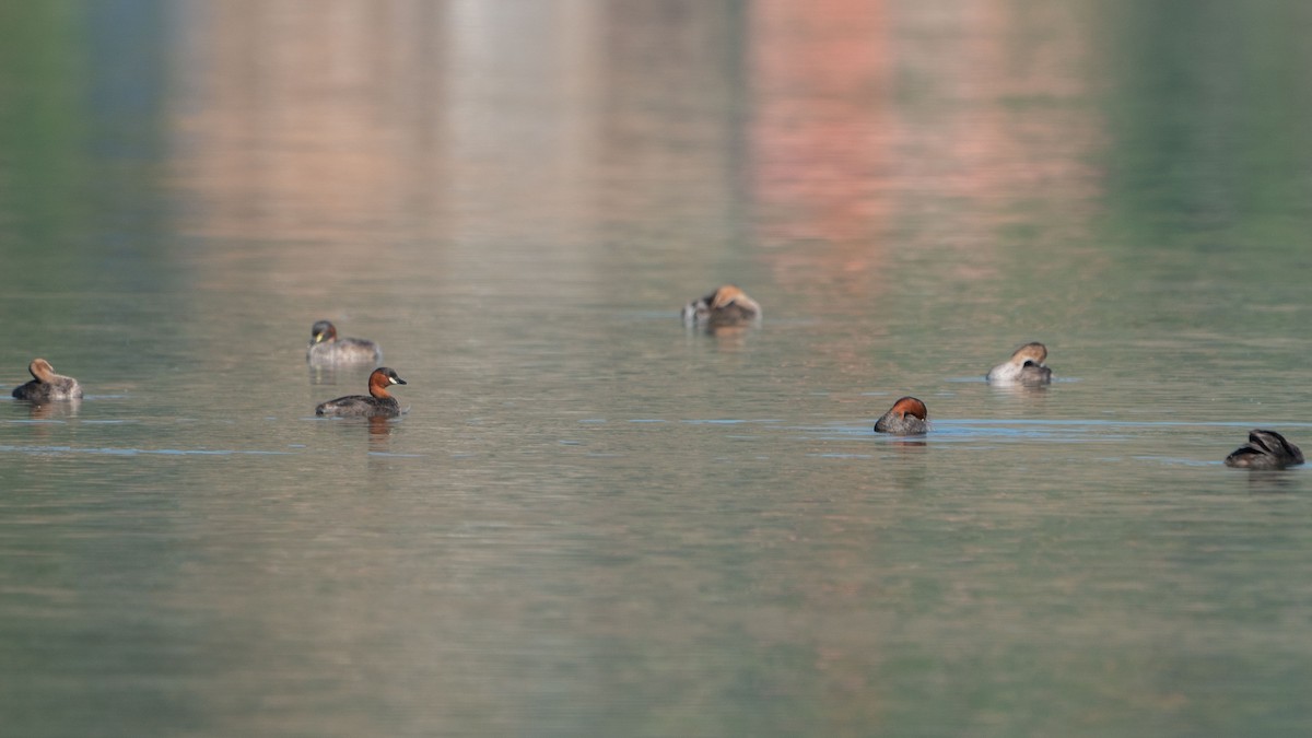 Little Grebe (Tricolored) - ML569315221