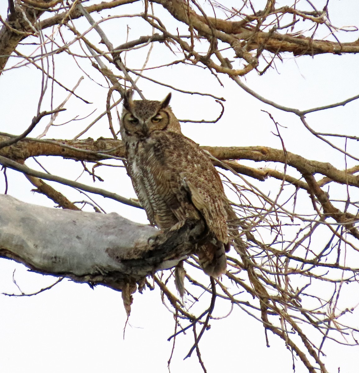 Great Horned Owl - ML569315741