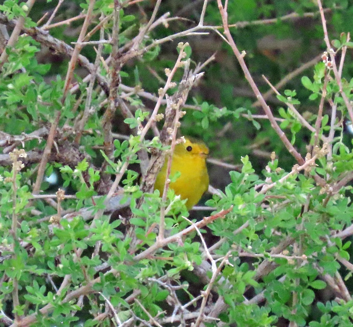 Wilson's Warbler - ML569316091