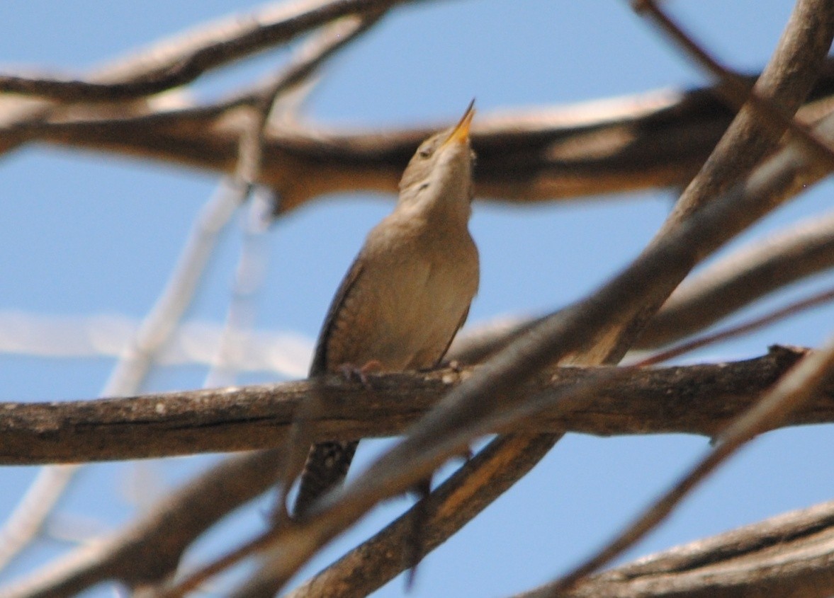 House Wren - Joshua  Smith