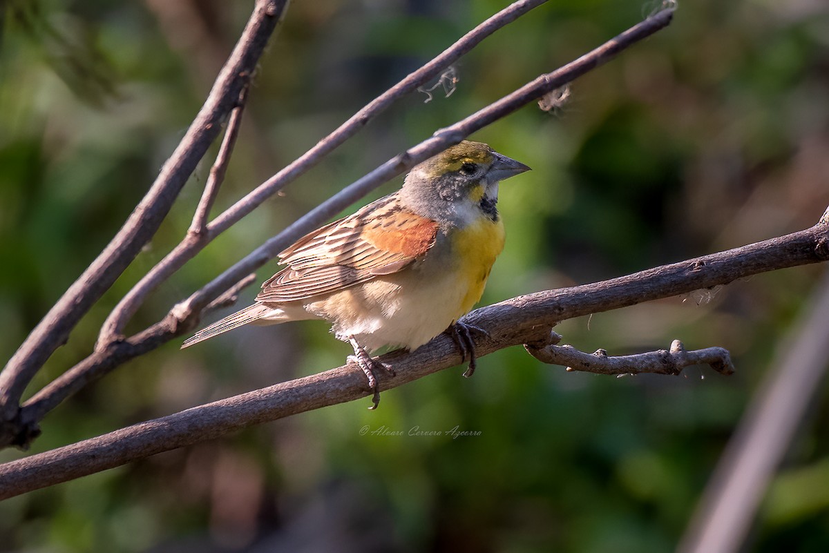 Dickcissel - ML569317501