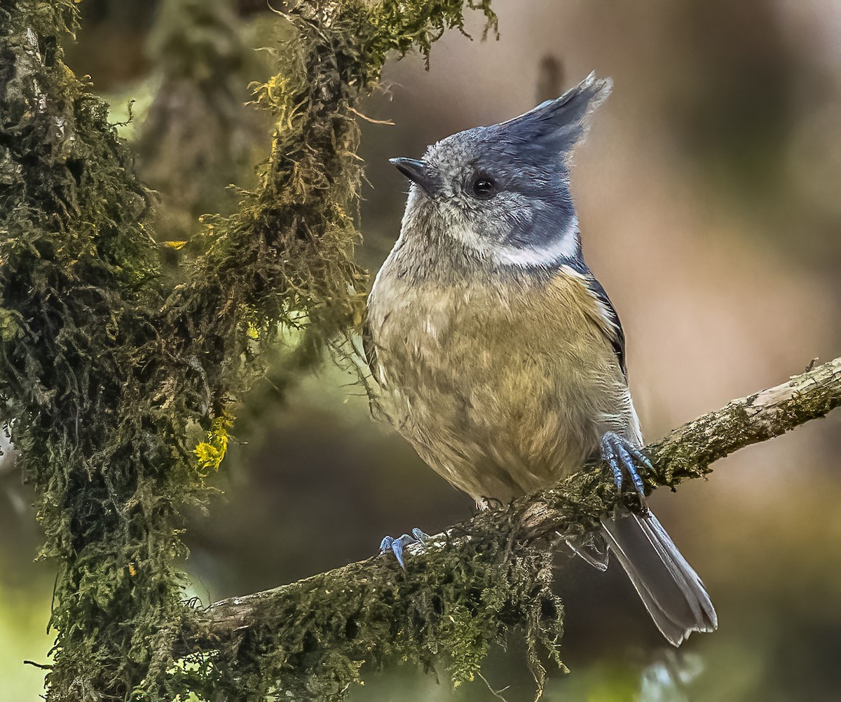 Gray-crested Tit - Arunava Bhattacharjee