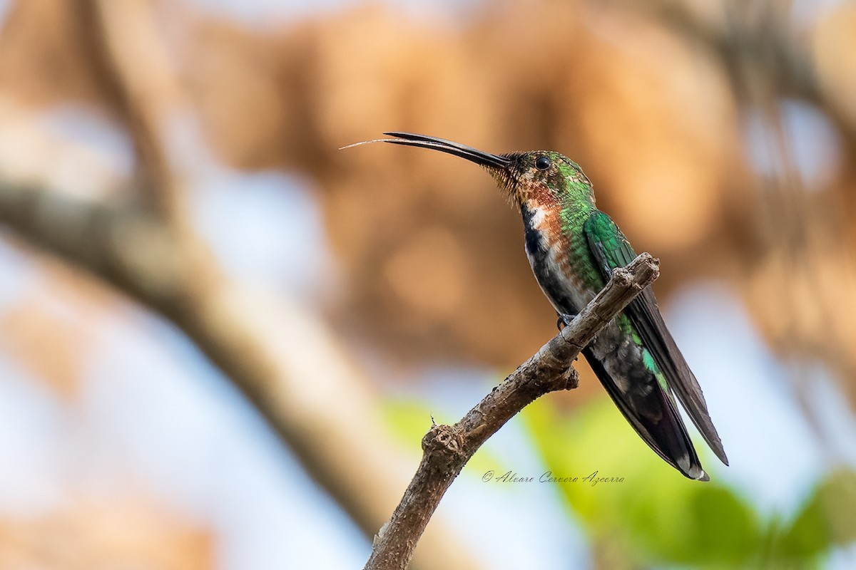 Green-breasted Mango - ML569317731