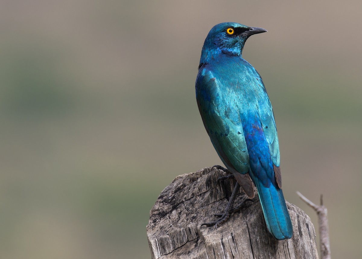 Greater Blue-eared Starling - ML569317781