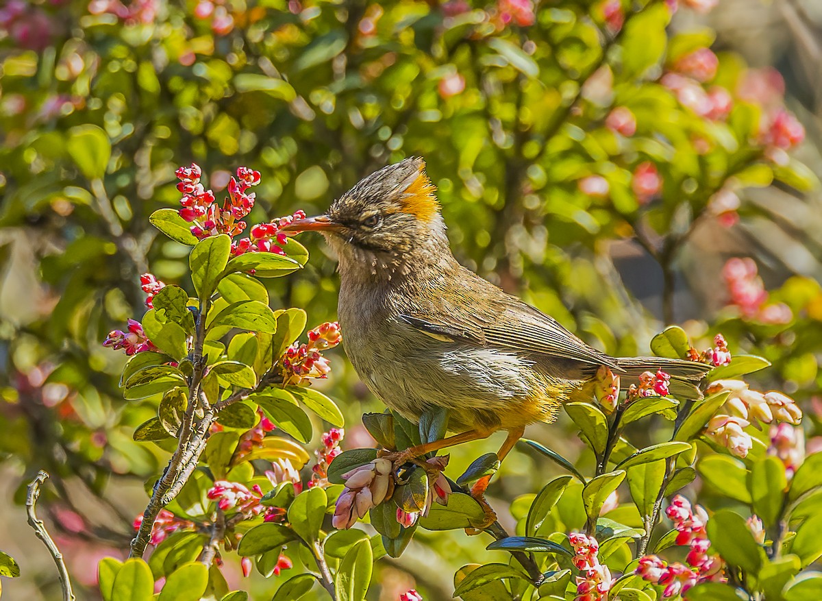 Rufous-vented Yuhina - ML569318081