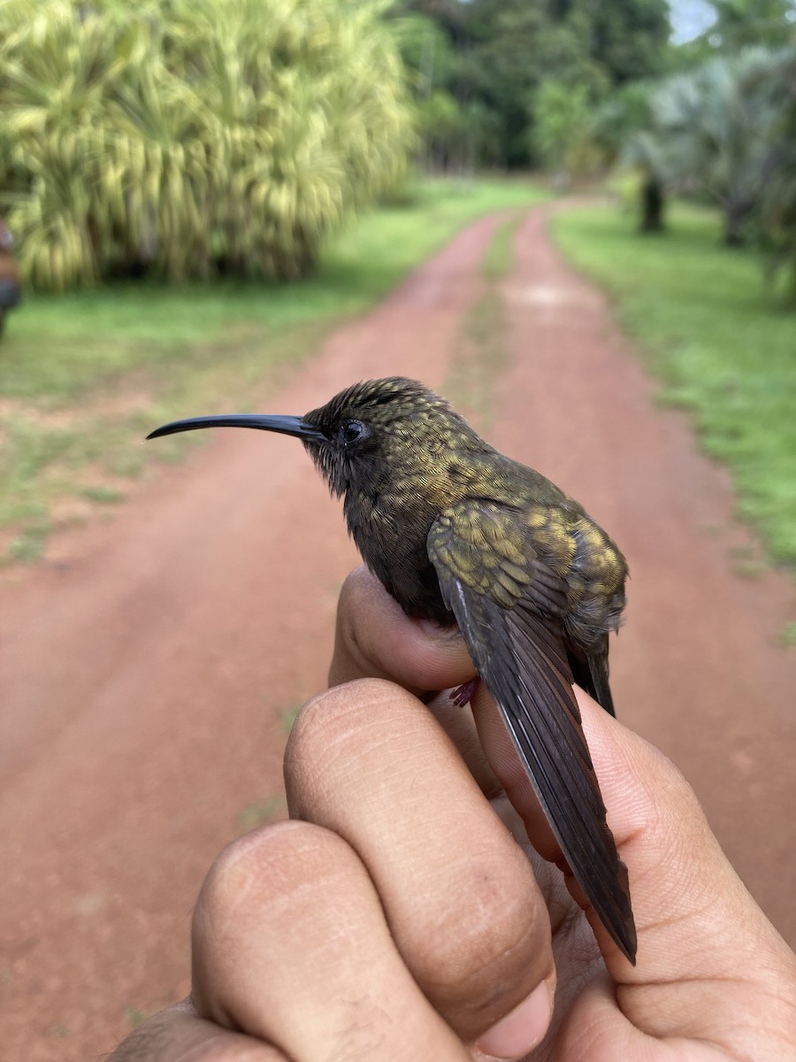 Sooty Barbthroat - ML569318221