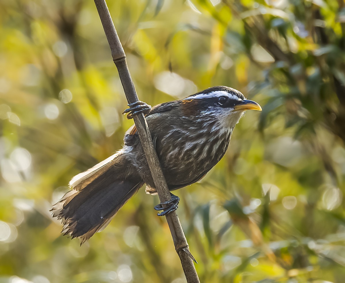 Streak-breasted Scimitar-Babbler - Arunava Bhattacharjee