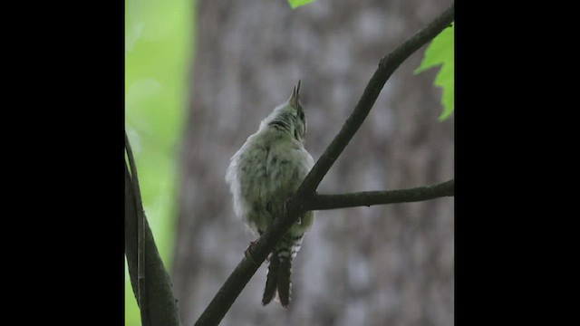 Carolina Wren - ML569318491