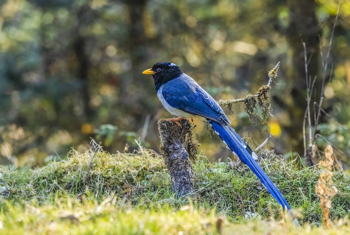 Yellow-billed Blue-Magpie - Arunava Bhattacharjee