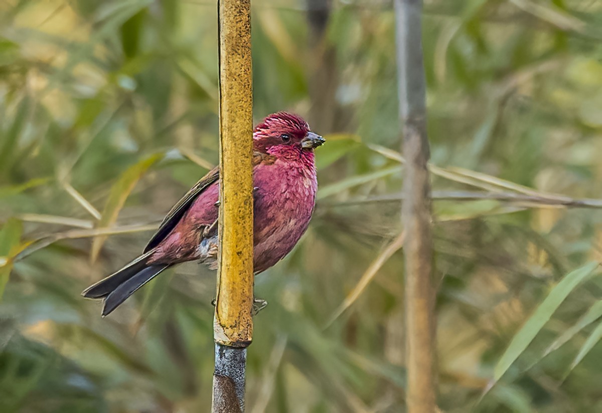 Pink-browed/Himalayan White-browed Rosefinch - Arunava Bhattacharjee