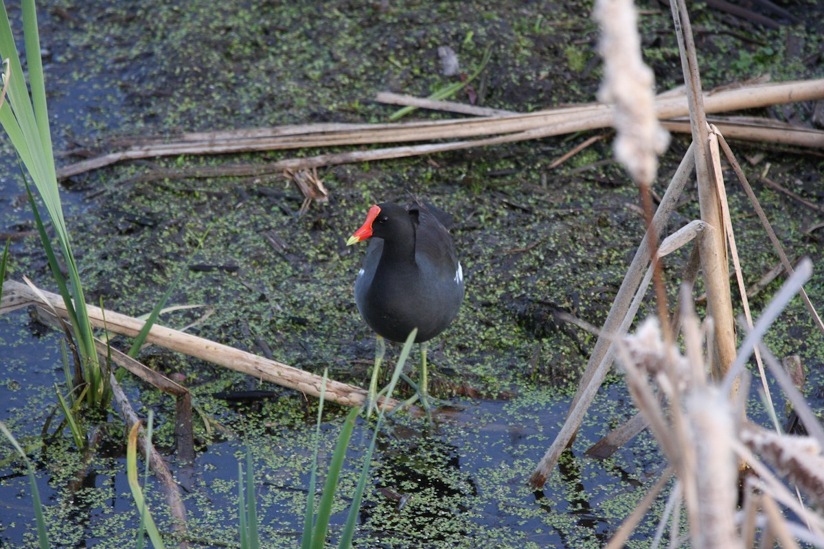 Common Gallinule - Andrew Markel