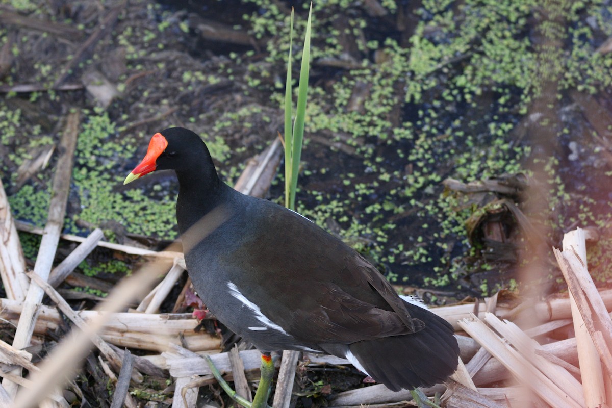 Common Gallinule - ML569319331