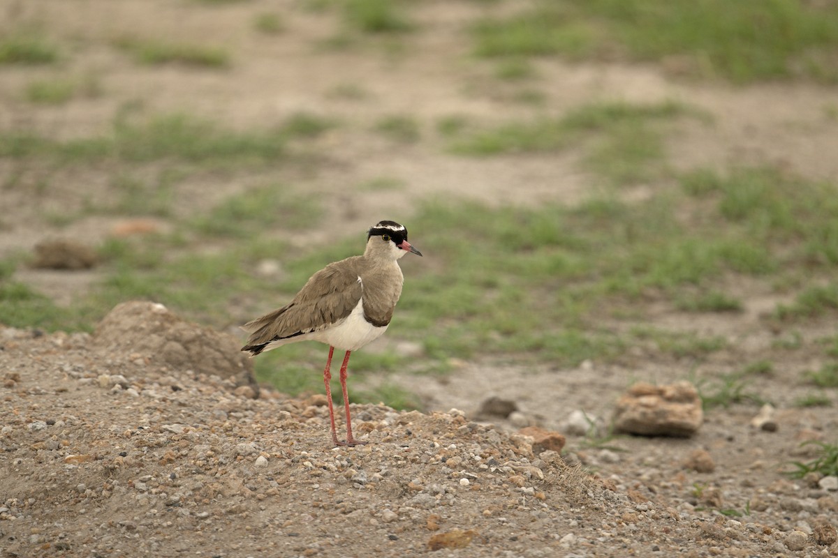 Crowned Lapwing - ML569319481
