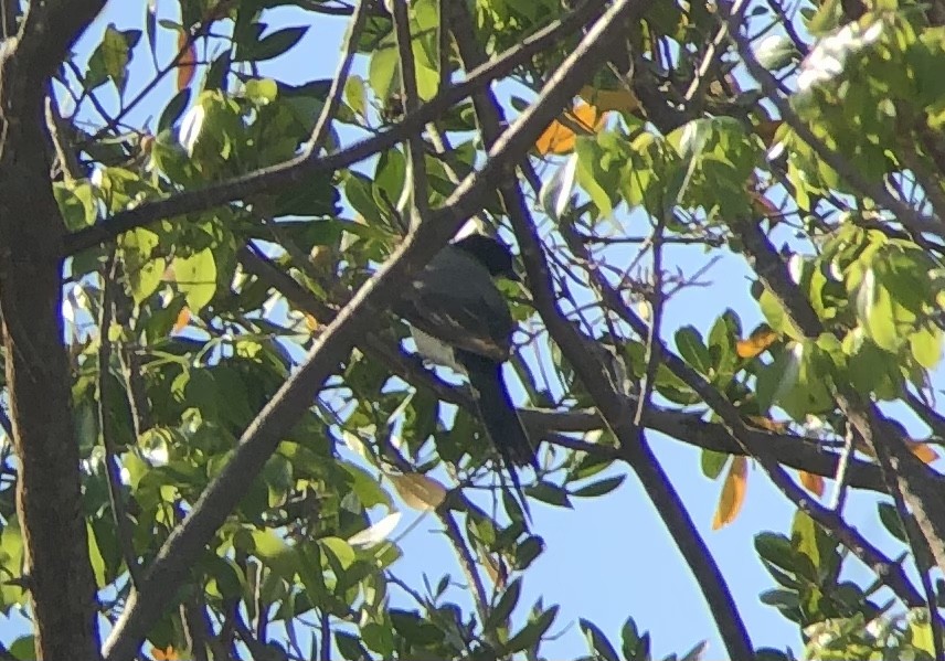 Fork-tailed Flycatcher - ML569319881