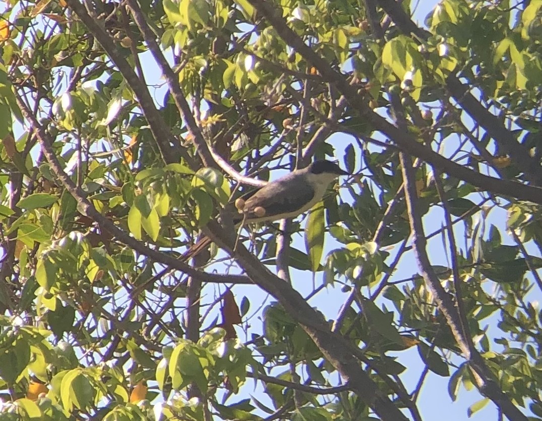 Fork-tailed Flycatcher - ML569319891