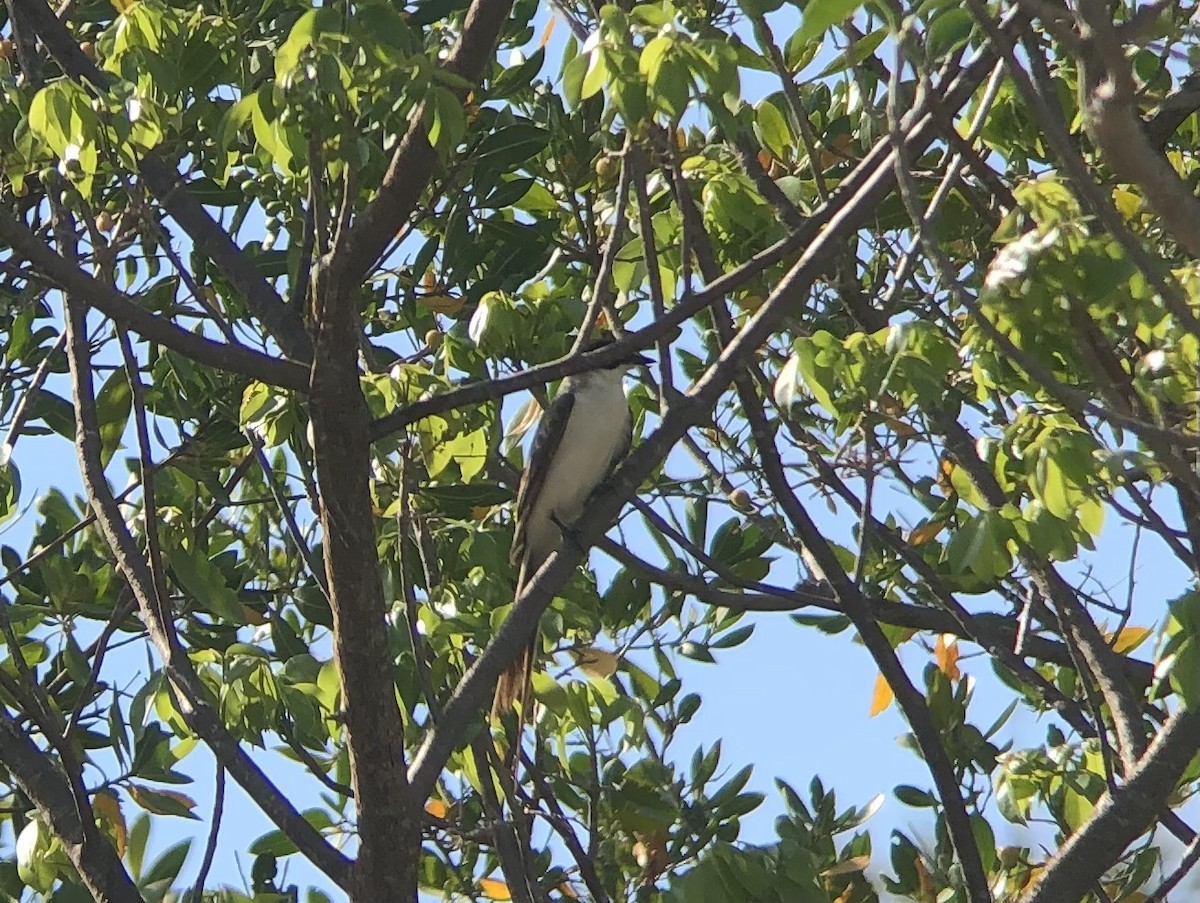 Fork-tailed Flycatcher - ML569319901