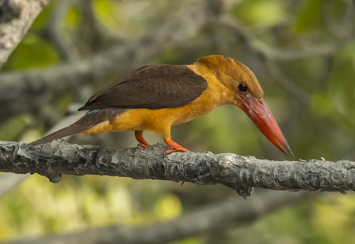 Brown-winged Kingfisher - ML569320031