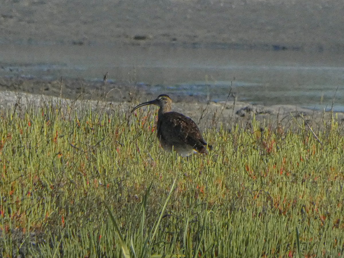 Regenbrachvogel - ML569320101