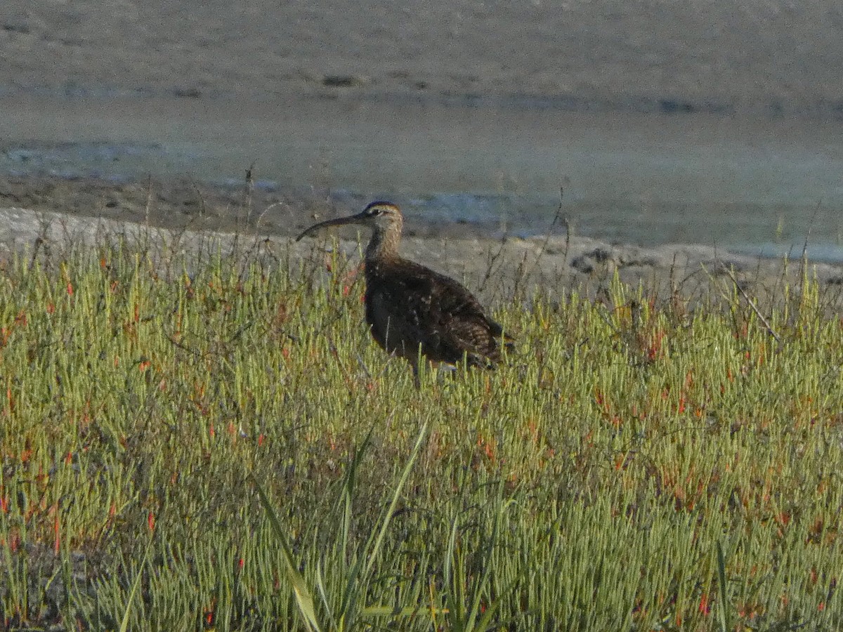 Whimbrel - ML569320111