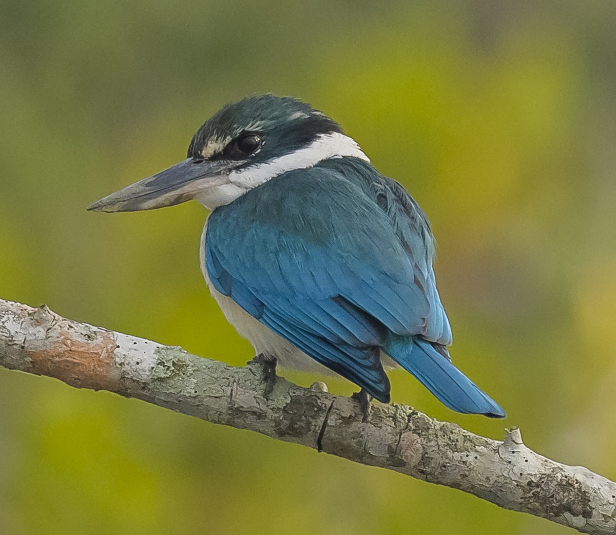 Collared Kingfisher - ML569320171