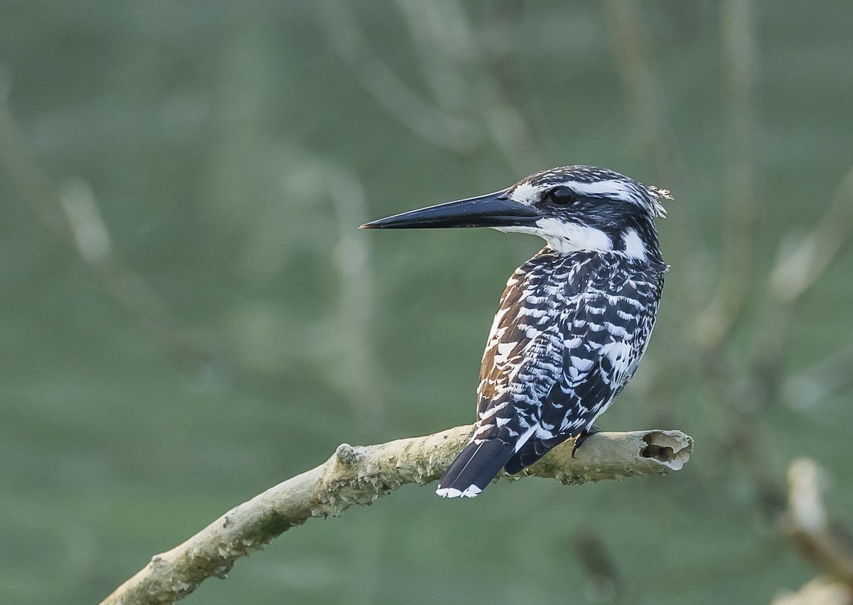 Pied Kingfisher - ML569320201