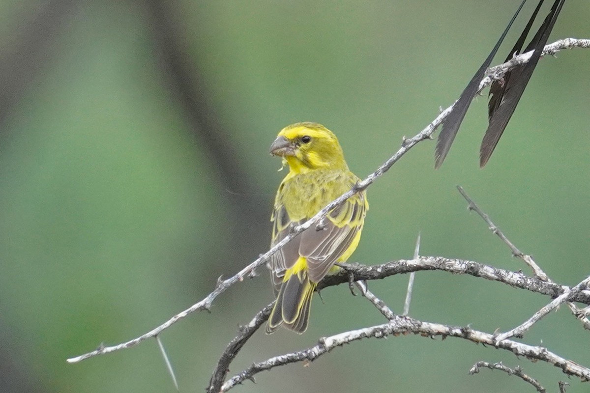 Serin de Sainte-Hélène - ML569320521