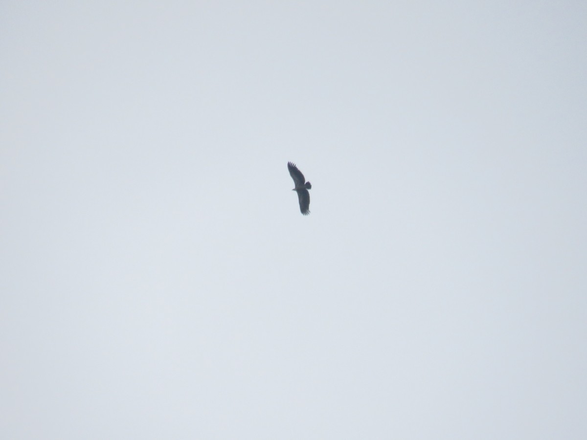 White-rumped Vulture - Adhvik Jagannathan