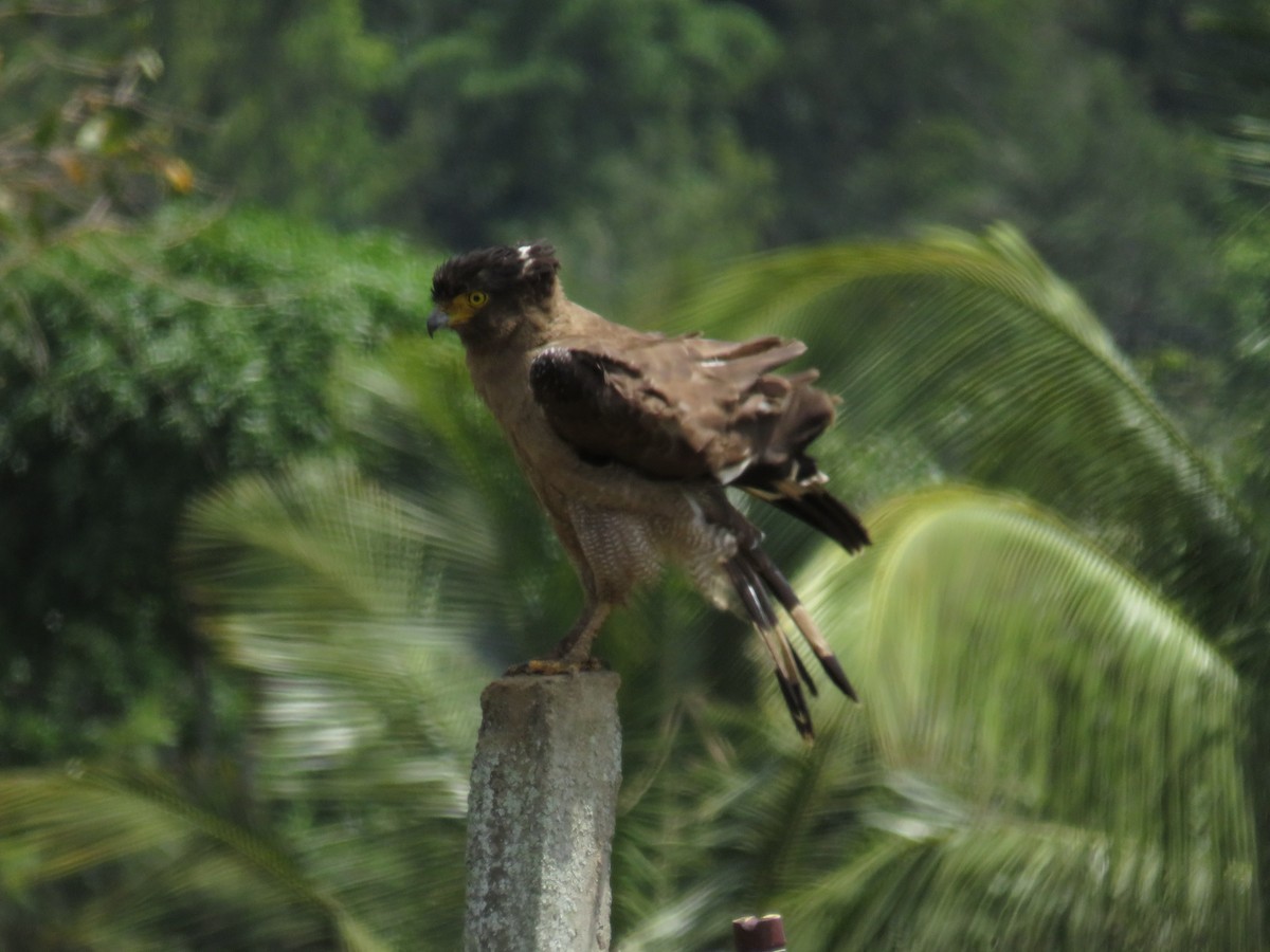 Crested Serpent-Eagle - ML569322021