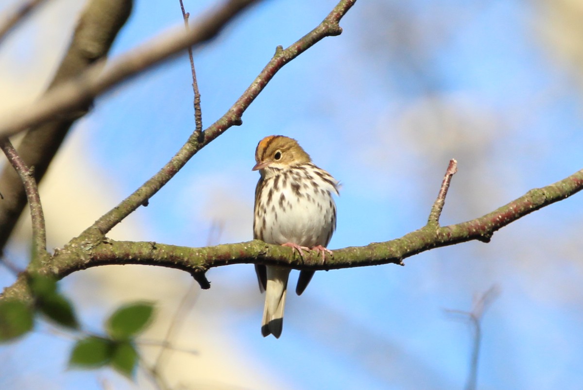 Ovenbird - ML569322561