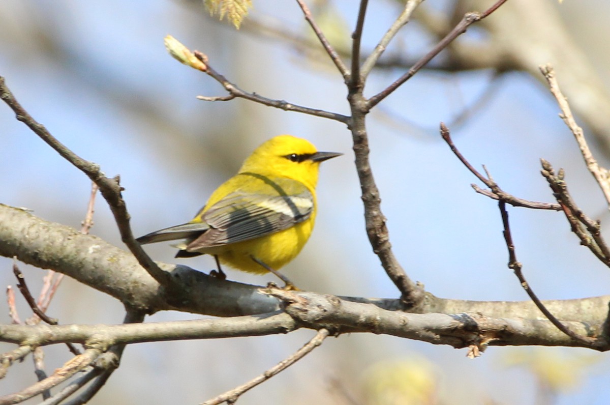 Blue-winged Warbler - ML569322671