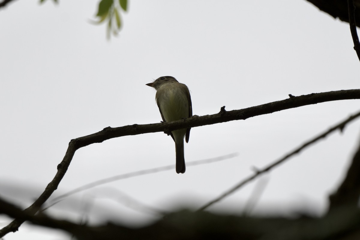 Least Flycatcher - ML569323961