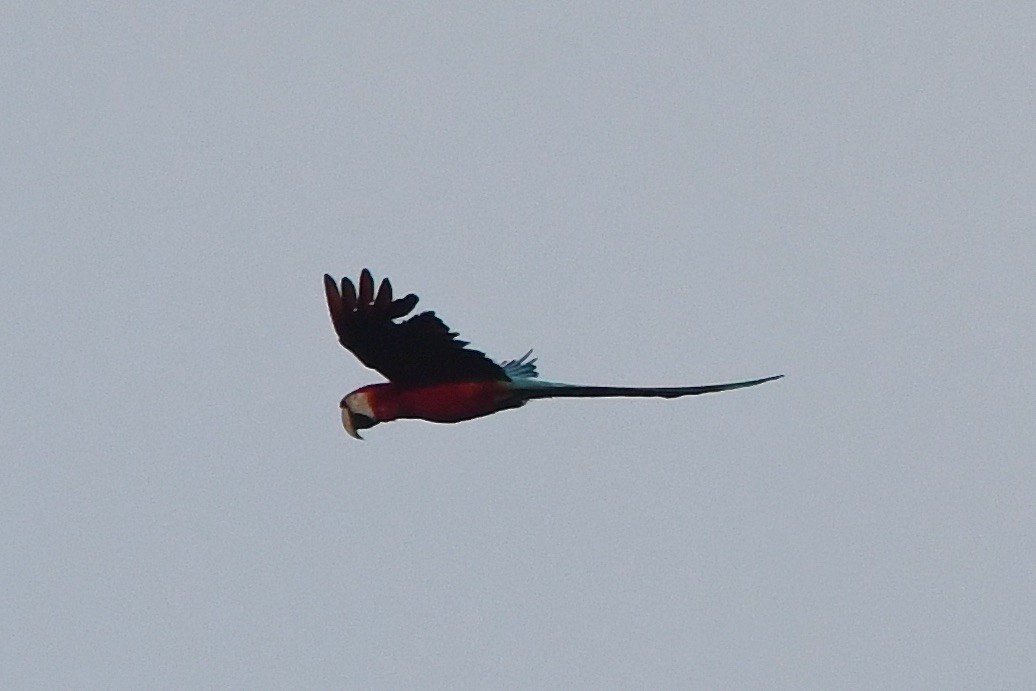 Red-and-green Macaw - ML569325121