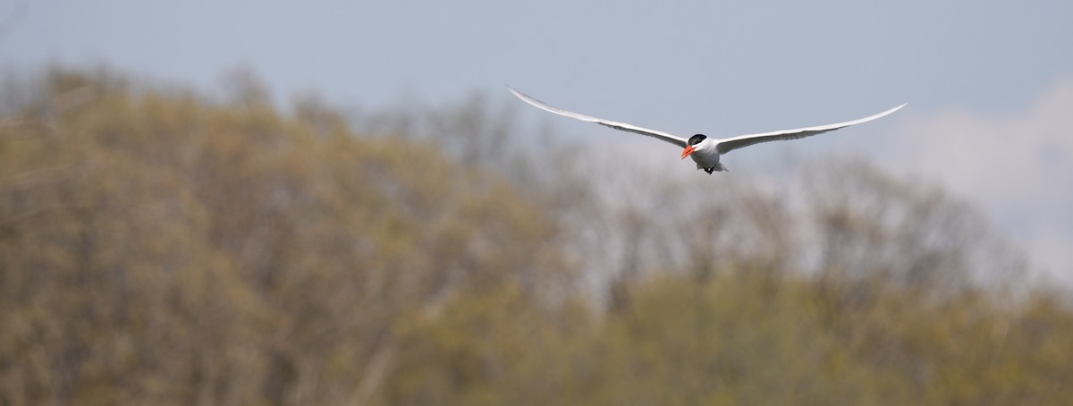 Caspian Tern - ML569325961